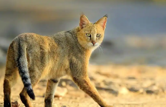 机场附近出现“豹子”,大批人员带着装备搜查,结果却是只丛林猫 机场附近出现“豹子”,大批人员带着装备搜查,结果却是只丛林猫