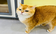 猫腿被车压了自己能恢复吗