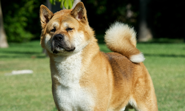 中华田园犬的忠诚，可能是刻在基因里的本能