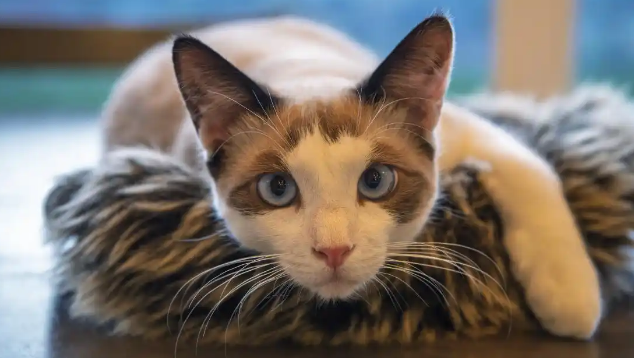 猫咪癫痫发作应如何紧急处理 猫咪癫痫发作应如何紧急处理