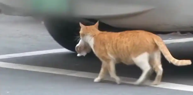 流浪猫翻塑料袋求生,终获好心人收养 流浪猫翻塑料袋求生,终获好心人收养