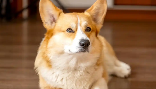 柯基犬：优缺点一网打尽，你还不知道的小秘密！