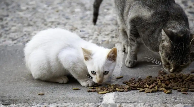 流浪猫能不能养?老人总说不要捡猫回家养的原因 流浪猫能不能养?老人总说不要捡猫回家养的原因