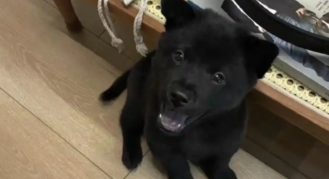 五黑犬纯度鉴别指南:从外观到基因的全方位解析 五黑犬纯度鉴别指南:从外观到基因的全方位解析