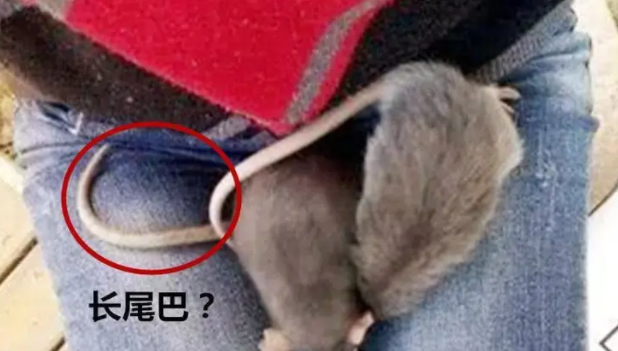 网友养了两只仓鼠,一个月后发现不对劲!医生:确定不是老鼠吗? 网友养了两只仓鼠,一个月后发现不对劲!医生:确定不是老鼠吗?