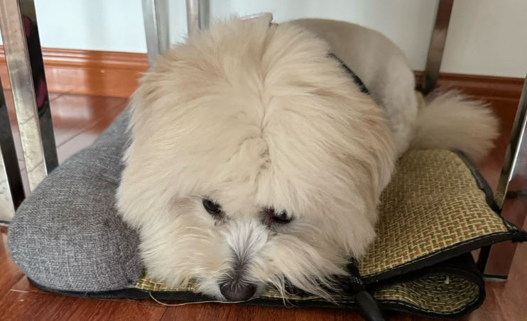 狗狗随地大小便怎么训练有效 狗狗随地大小便怎么训练有效