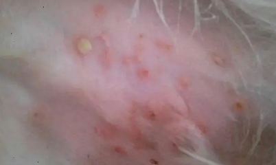 狗狗有哪些皮肤病