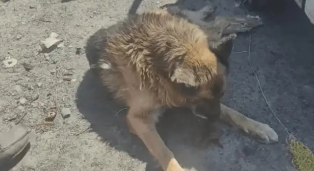 老狗看家护院一辈子,却被主人打断双腿送到了狗肉车上 老狗看家护院一辈子,却被主人打断双腿送到了狗肉车上