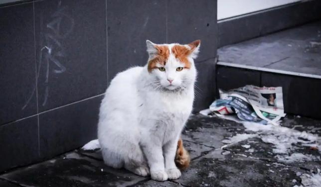 流浪猫能不能养?老人总说不要捡猫回家养的原因 流浪猫能不能养?老人总说不要捡猫回家养的原因