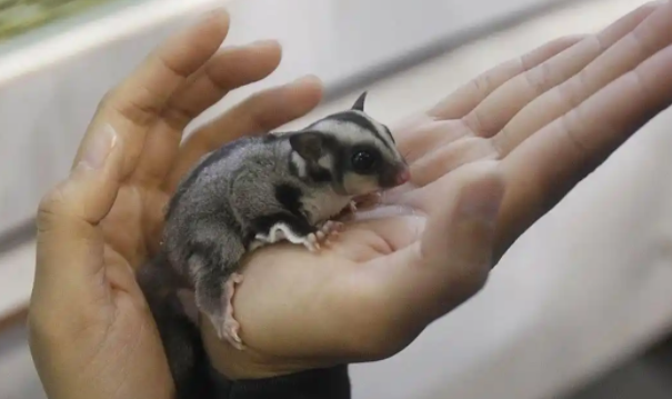 蜜袋鼯怎么养?新手必看! 蜜袋鼯怎么养?新手必看!