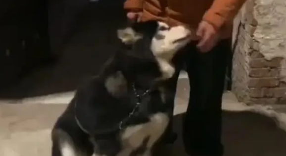 狗子走丢后在路边嚎啕大哭,热心网友报警让主人寻回后… 狗子走丢后在路边嚎啕大哭,热心网友报警让主人寻回后…