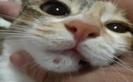 猫脸上长红疙瘩结痂是什么