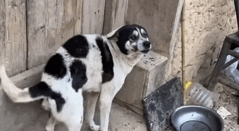 一条四眼老狗在主人去世后,守着破旧的土房子,泪目了 一条四眼老狗在主人去世后,守着破旧的土房子,泪目了