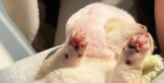 狗妈生完宝宝不会带,网友接手后…这和自己生的有什么区别 狗妈生完宝宝不会带,网友接手后…这和自己生的有什么区别