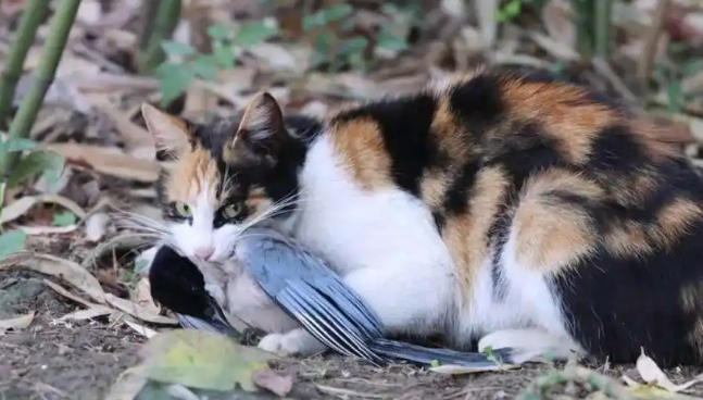 流浪猫是如何生存下来的?为什么说流浪猫太多会造成生态问题? 流浪猫是如何生存下来的?为什么说流浪猫太多会造成生态问题?