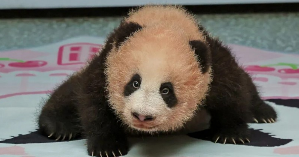 重庆动物园大熊猫“良月”幼仔满百天亮相