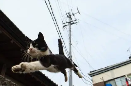 猫真的有九条命?专家把150只猫从高楼扔下,结果你猜怎么着? 猫真的有九条命?专家把150只猫从高楼扔下,结果你猜怎么着?