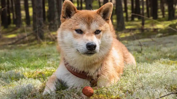 想买一只柴犬幼犬,最便宜的要花多少钱? 想买一只柴犬幼犬,最便宜的要花多少钱?