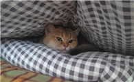猫咪害怕生人总躲起来怎么引导