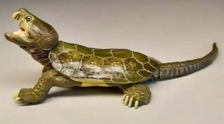 鹰嘴龟脱肛能否自愈?科学处理是关键 鹰嘴龟脱肛能否自愈?科学处理是关键