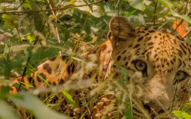 卡马机场发现猎豹出没 请注意! 卡马机场发现猎豹出没 请注意!
