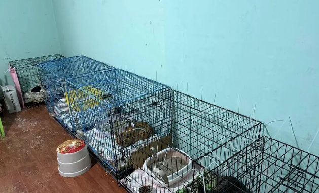 成都一空置房关了上百只猫,官方通报后记者实地探访 成都一空置房关了上百只猫,官方通报后记者实地探访
