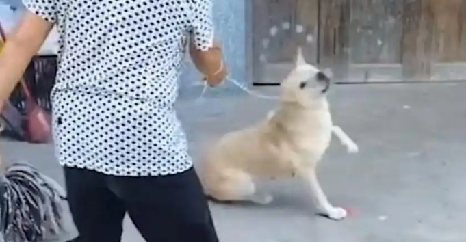 男主人不幸去世，女主人狠心将男主人最爱的土狗卖给狗贩子