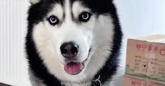 狗子被骂不服气,连夜带娃投奔主人前女友:情绪稳定很重要! 狗子被骂不服气,连夜带娃投奔主人前女友:情绪稳定很重要!