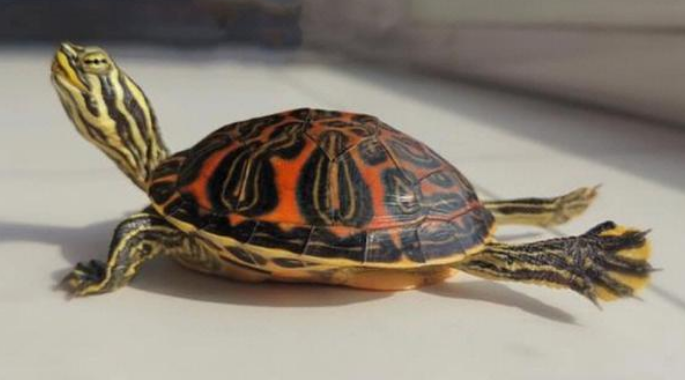 火焰龟蒙眼病有哪些信号?从症状识破健康危机 火焰龟蒙眼病有哪些信号?从症状识破健康危机