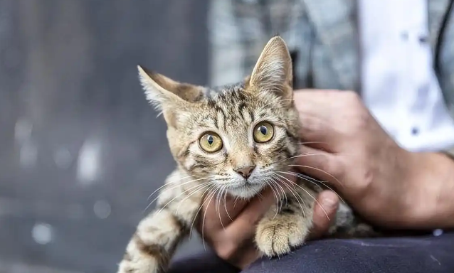 流浪猫渴望被收养吗？答案有些意外