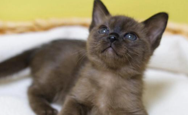 科普:缅甸猫与其他短毛猫品种有什么差异? 科普:缅甸猫与其他短毛猫品种有什么差异?