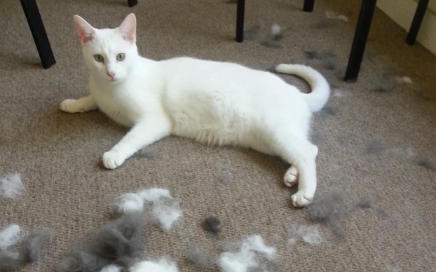 猫咪掉毛严重正常吗