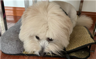 狗狗呕吐后该怎么处理