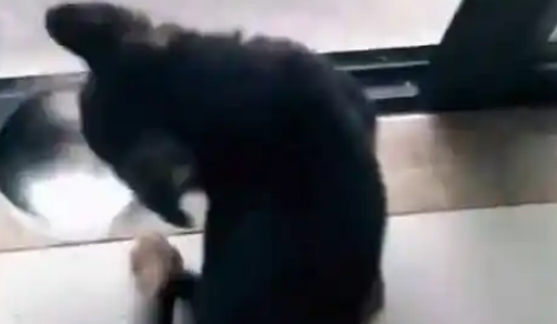 主人忘记喂食，狗狗叼起食盆就砸！狗狗：超生气，要这饭碗何用