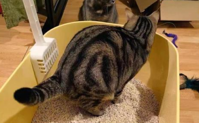 猫咪总乱尿在猫砂盆外怎么办 猫咪总乱尿在猫砂盆外怎么办