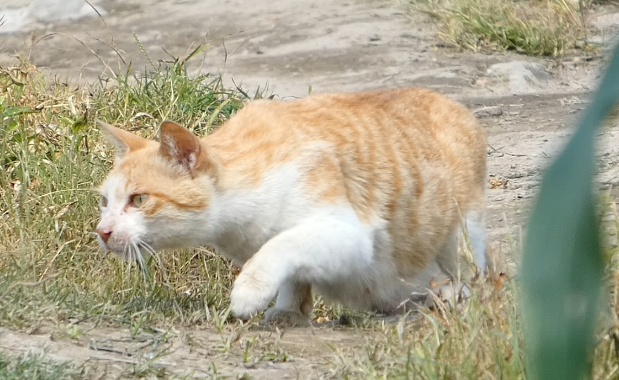“专业寻宠团队”帮忙找猫？她落入诈骗连环套