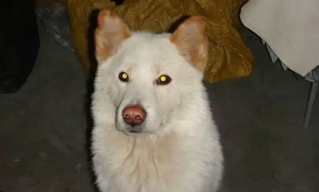 “柴犬”、“土狗”，傻傻分不清，5招教你正确区分！