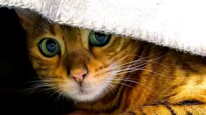 猫咪精神亢奋攻击性强是患病吗 猫咪精神亢奋攻击性强是患病吗