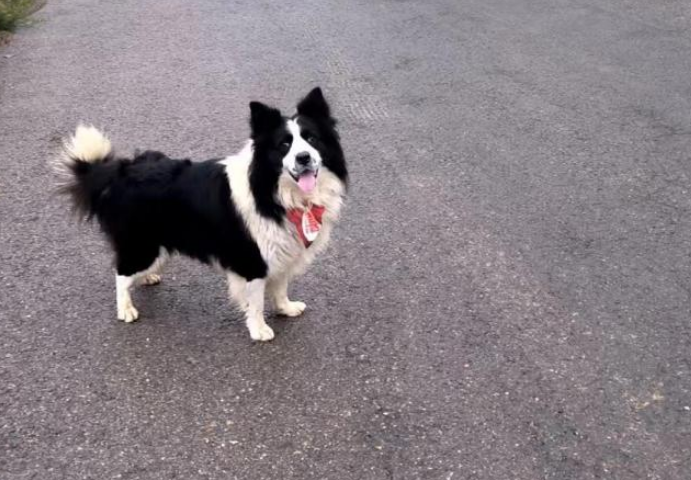 在高速服务区苦等主人的小狗获认领 千万网友爱心接力 在高速服务区苦等主人的小狗获认领 千万网友爱心接力