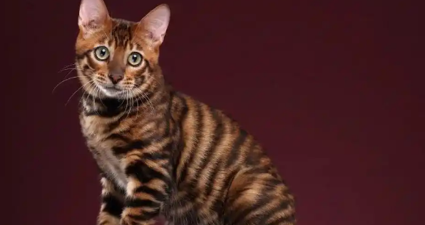 虎皮猫寿命有多久?养护方式决定陪伴时长 虎皮猫寿命有多久?养护方式决定陪伴时长