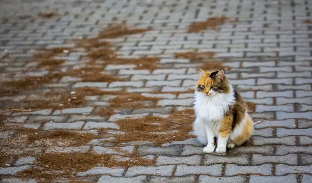 流浪猫有狂犬病的几率有多大?真相来了 流浪猫有狂犬病的几率有多大?真相来了
