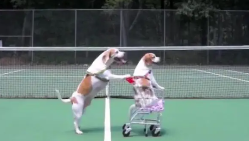 超感动！情侣狗狗上街购物，老公推着老婆，走在路上回头率非常高 