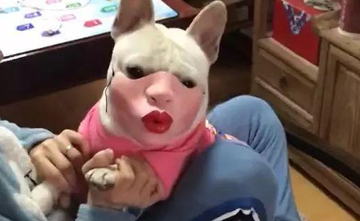 主人给狗带上嘴套，当狗抬起头的那刻，网友们纷纷笑喷