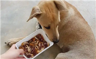 狗狗没食欲怎么办