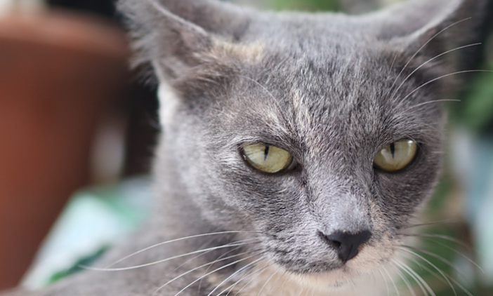 猫瘟会传染人吗