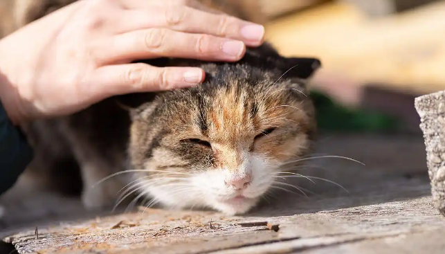 猫咪尾巴脱毛可能感染真菌吗 猫咪尾巴脱毛可能感染真菌吗