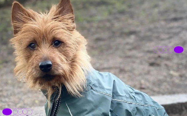 澳大利亚梗聪明吗?犬界名副其实的 “智多星 澳大利亚梗聪明吗?犬界名副其实的 “智多星