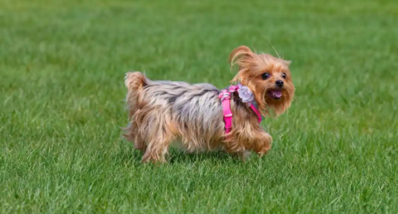 约克夏梗的性格习性有哪些？养之前一定得好好了解