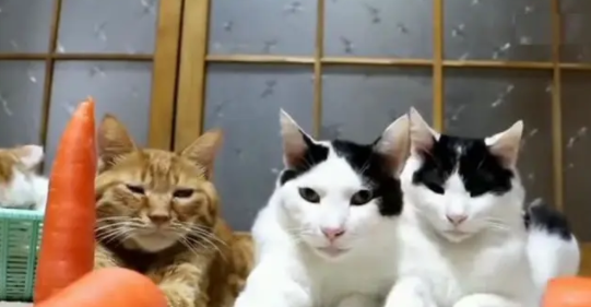 三猫咪和主人玩游戏，谁的萝卜最后倒下来，今晚加鸡腿！