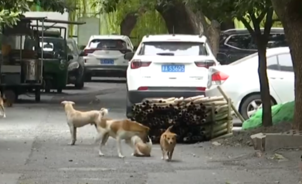 退休大爷把房子让给40条狗住,月花费近万元 退休大爷把房子让给40条狗住,月花费近万元